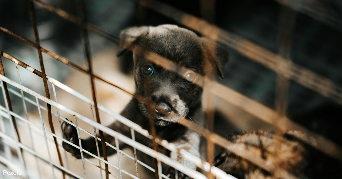 Innocent Puppies Are Dying In Filth — Shut Down This Heartless Trade