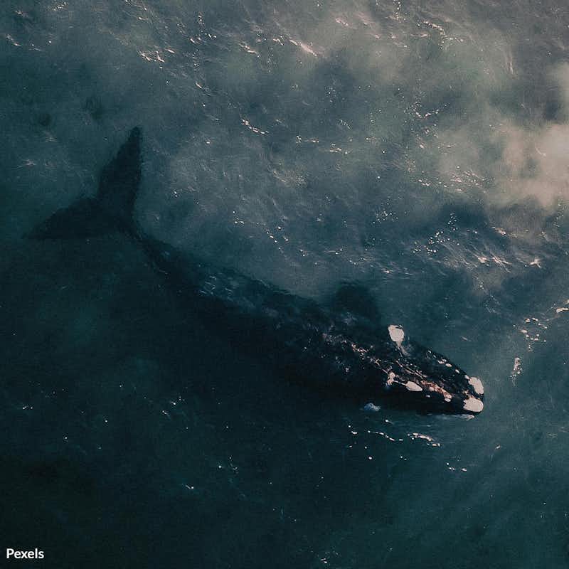 Whales are in danger as industrial krill fishing threatens their survival. Act now to protect their only food source and prevent these majestic creatures from being driven to extinction.
