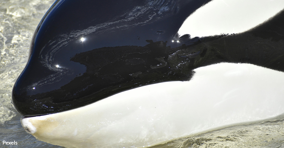 End Thirty Years Of Cruel Captivity For Latin America’s Last Orca