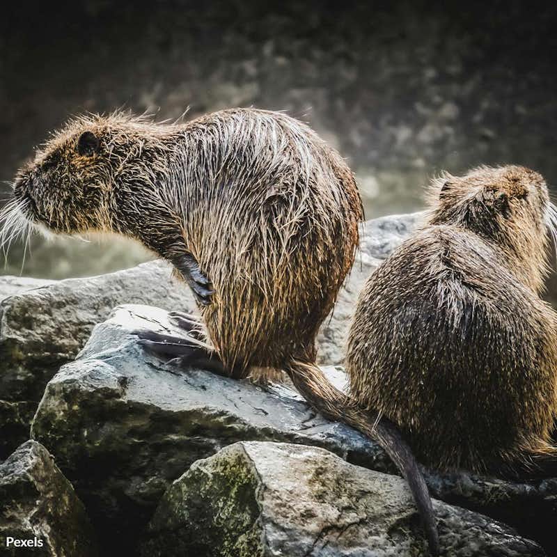 Poland is gearing up to decimate its beaver population, blaming them for floods they didn’t cause. Stand against this senseless slaughter!