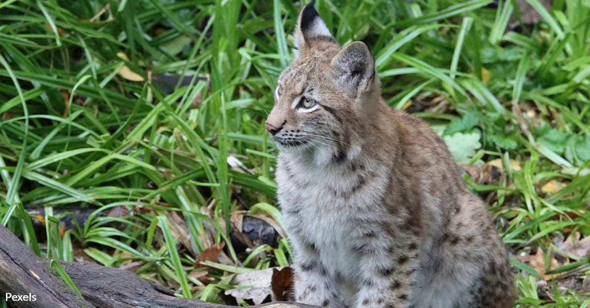 Stop Indiana’s Heartless Plan to Slaughter Its Only Native Wildcat