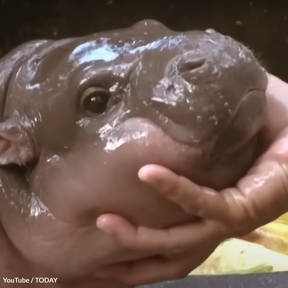 Free Moo Deng From Cruel Exploitation | Take Action @ The Hunger Site