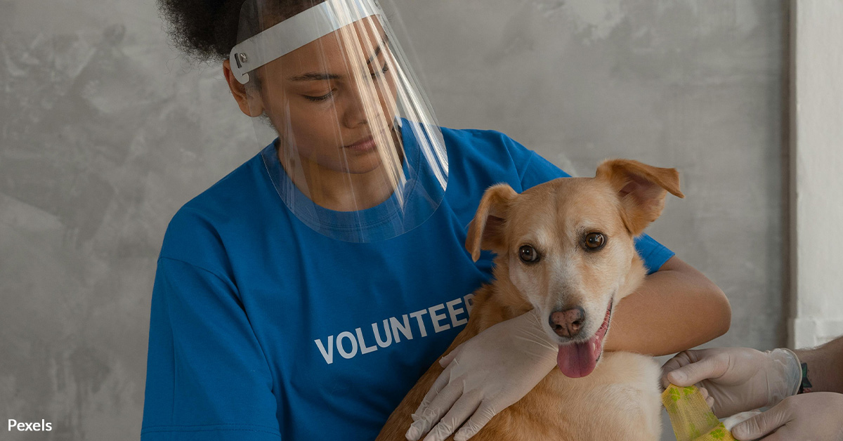 Rescue Helpless Pets Left Abandoned in Hurricane Helene’s Deadly Wake