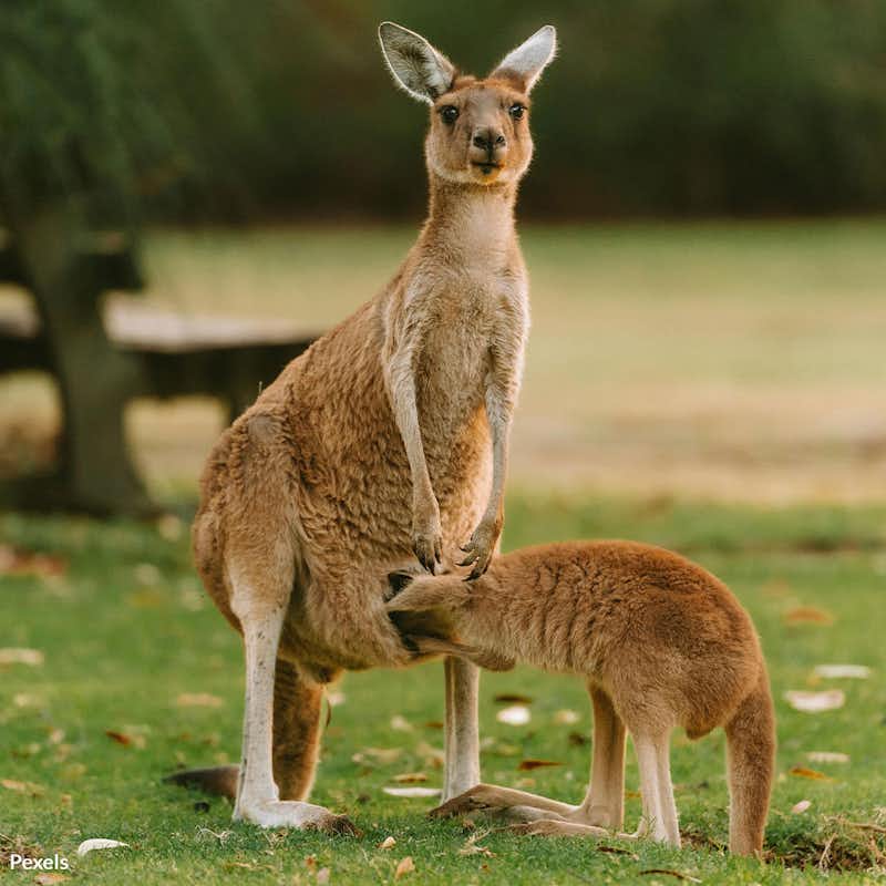 Millions of kangaroos are suffering in brutal night hunts for luxury leather products—take action now to end this cruelty and protect these iconic animals from senseless slaughter.