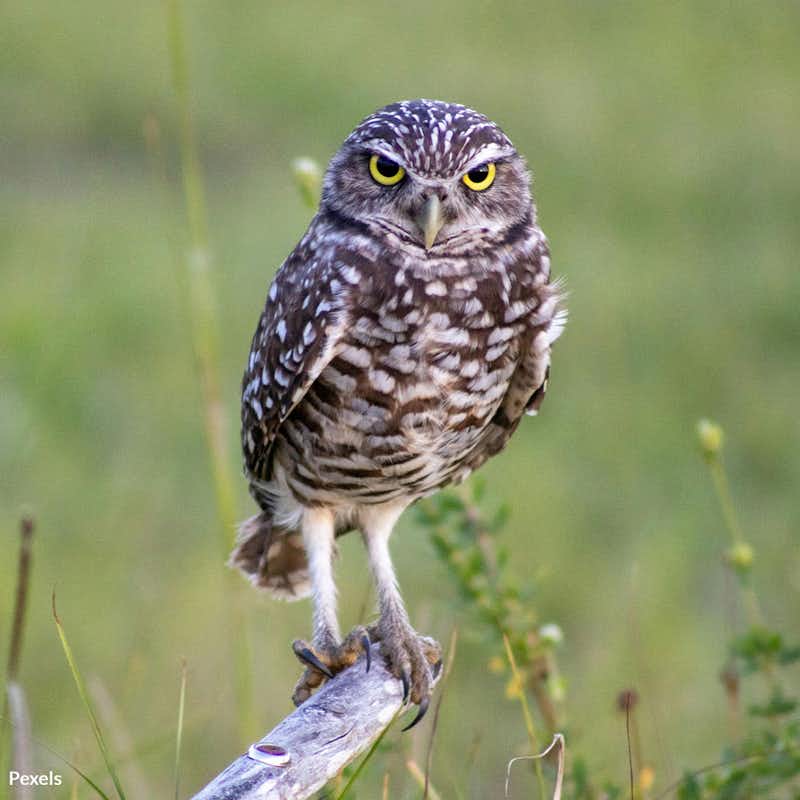 California’s Western Burrowing Owls are being driven out by unchecked development and habitat destruction—take action now to save these incredible creatures from extinction.