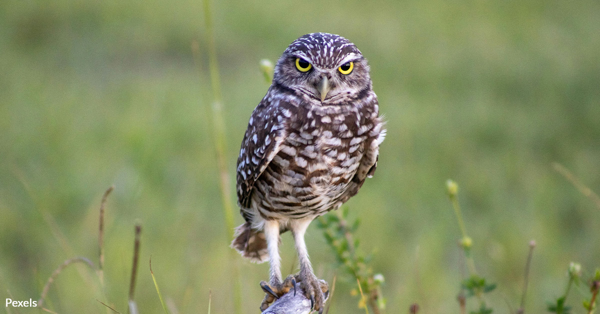 Save California’s Burrowing Owls from Urban Sprawl and Extinction