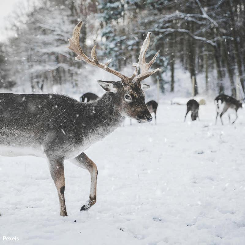 Over 100 deer have been ruthlessly slaughtered, their bodies abandoned—demand justice and ensure Wisconsin’s wildlife is protected from brutal poachers who show no regard for life.