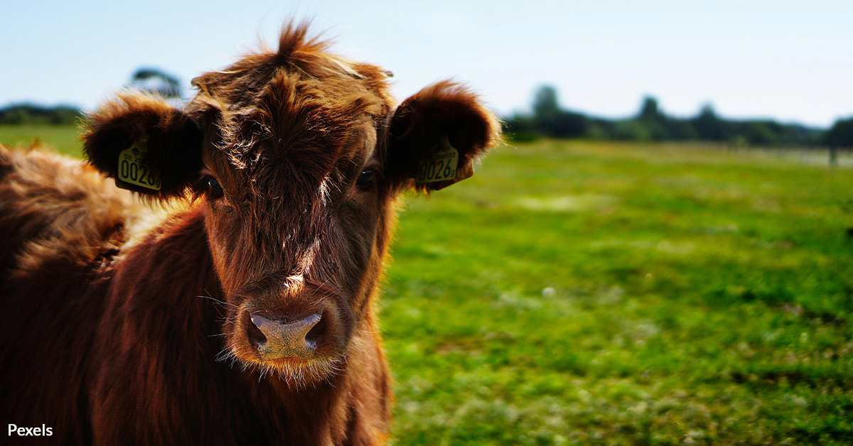 Fight for Wildlife and Human Safety — Take Action Against Bird Flu