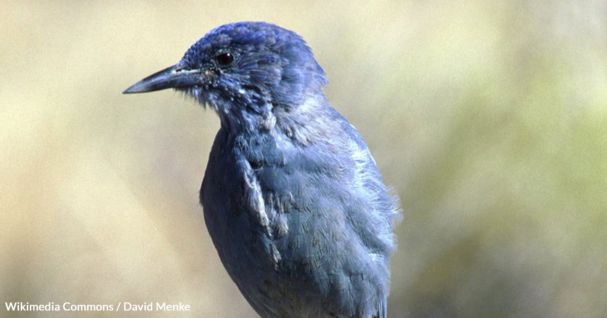 Fight For The Future Of The Pinyon Jay And Save Our Ecosystems Take