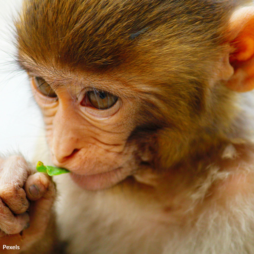 Say No to Millions Wasted on Horrific Monkey Experiments