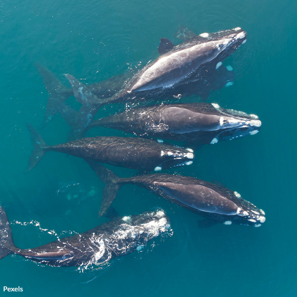 Join The Fight To Protect Whales And Defend Our Oceans
