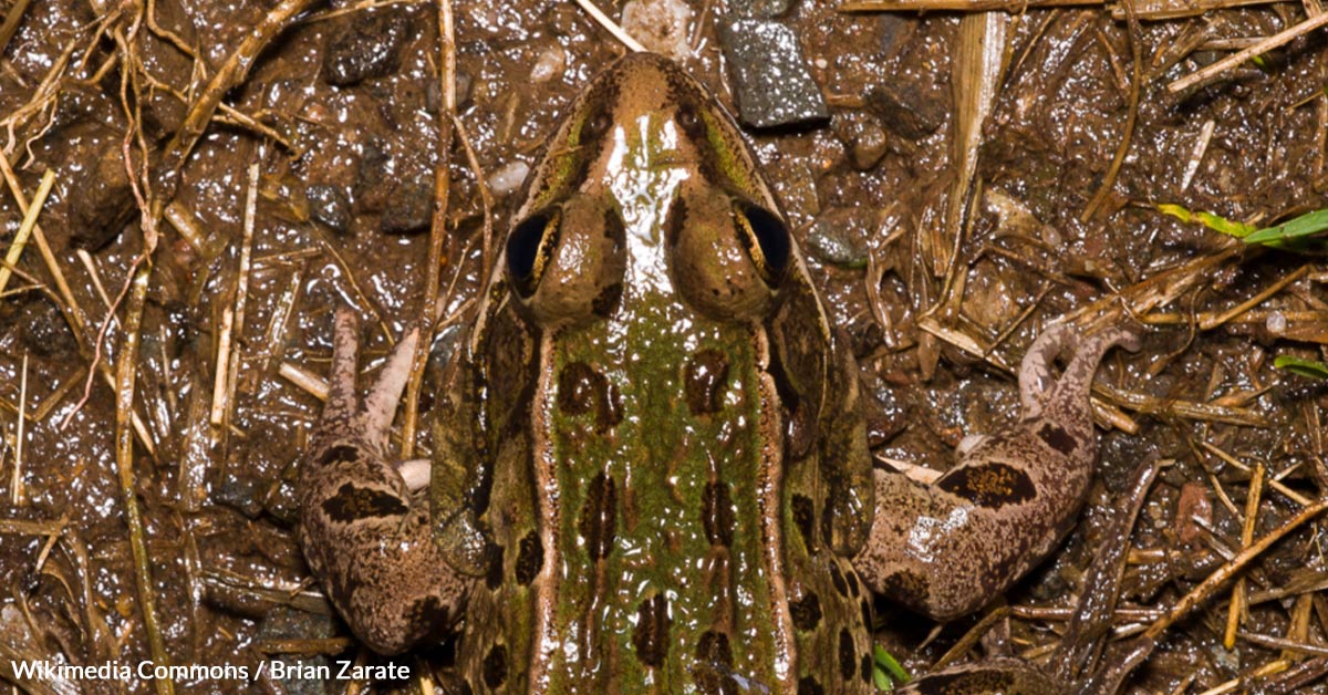 Protect the Endangered Atlantic Leopard Frog From Death By Habitat ...