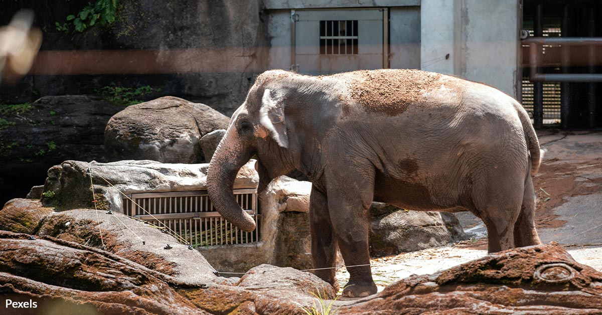 Free Indu The Elephant From Captive Exploitation