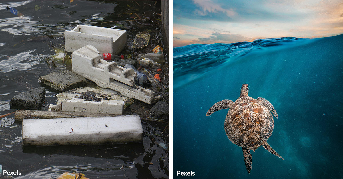 Protect Ocean Life From Deadly Polluting Foam